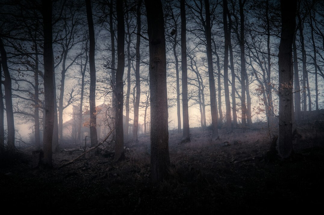 dark forest at night