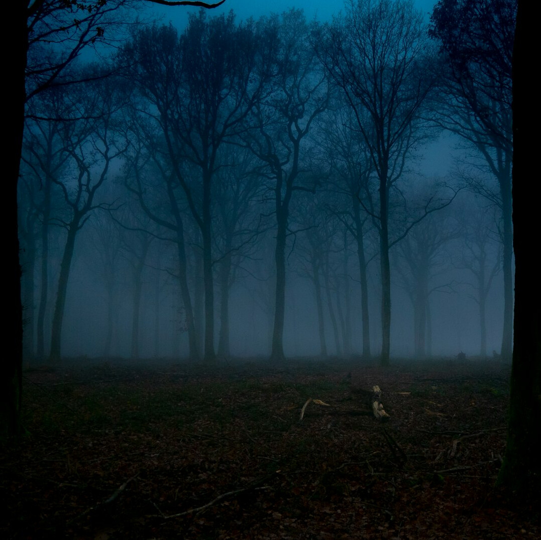 dark forest at night